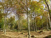 La forêt, source de bien-être